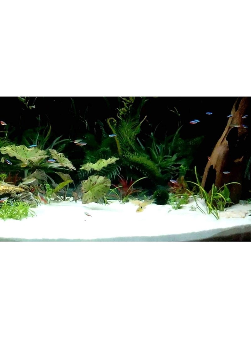 vsell24 رمل سكر أبيض نقي 80-120µm: مثالي لتنسيق الأحواض، تنقية المياه، terrariums، مشاريع الفن والحرف، وركائز الأحواض الطبيعية. - Image 3