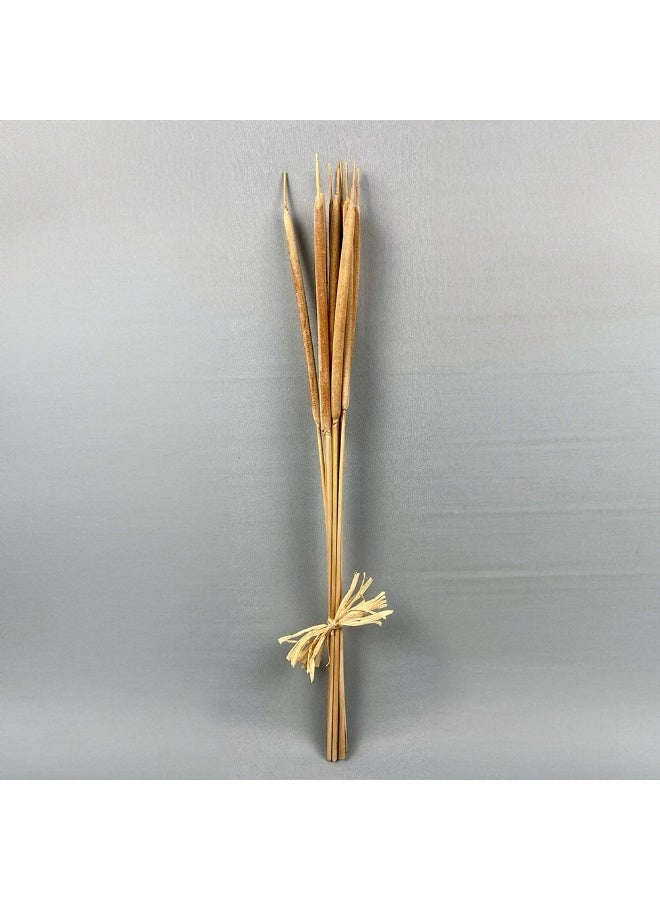 DANUBE HOME Danube Home Fleur Reed Spadix Sticks - Natural Brown 70Cm Preserved Flower Decorations For Home Decor & Event Styling Timeless Floral Decor Collection |Decorative Home Accessories 