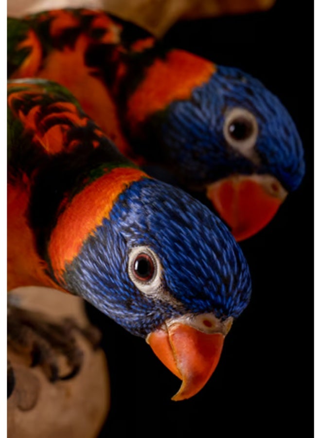 PSITTACUS Lory Gel – Premium Daily Nutrition for Lories & Lorikeets - High Digestibility Gel Formula – 1 Kg - Image 4