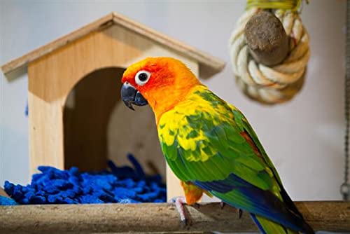 Parrots Wizard ساحر الببغاوات، بيج [900 جرام] - Image 5