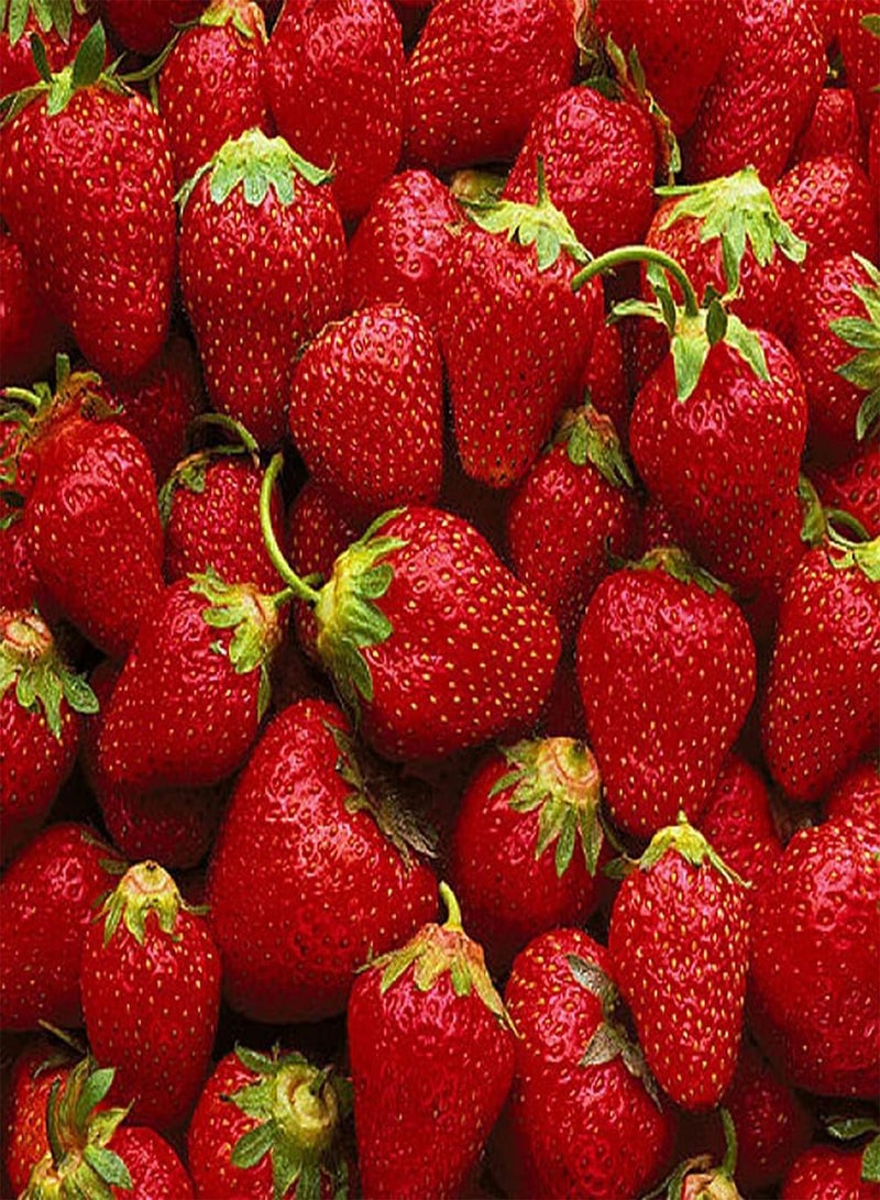 GGOOT 50pcs Red Fresh Bright Beautiful Strawberry Seeds Suitable Planting in Outdoor Garden Common in Life Kind of Fruit - Image 3