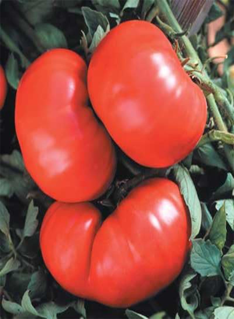 GGOOT Tomato Beefmaster Vfn 250 Seeds