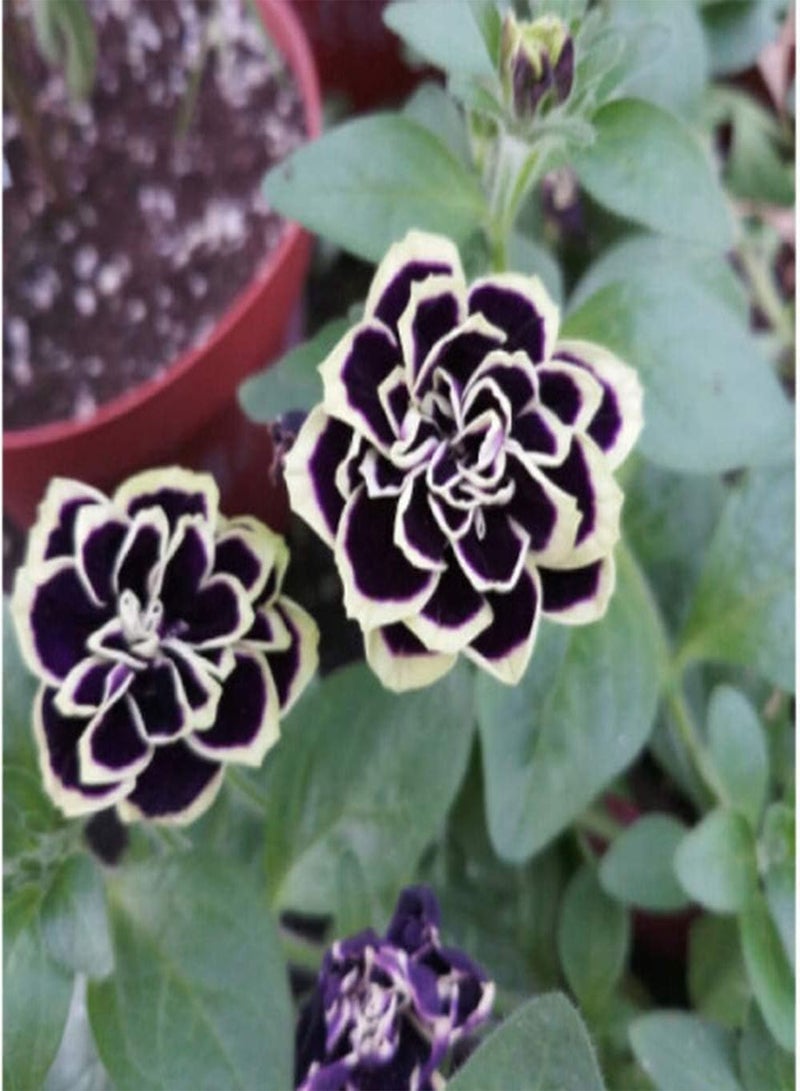 GGOOT 300Pcs Petunia Seeds Striking Exotic Heirloom Flowers Suitable for Novice Gardeners Planting Gardening Landscape Decoration Easy to Maintain - Image 2