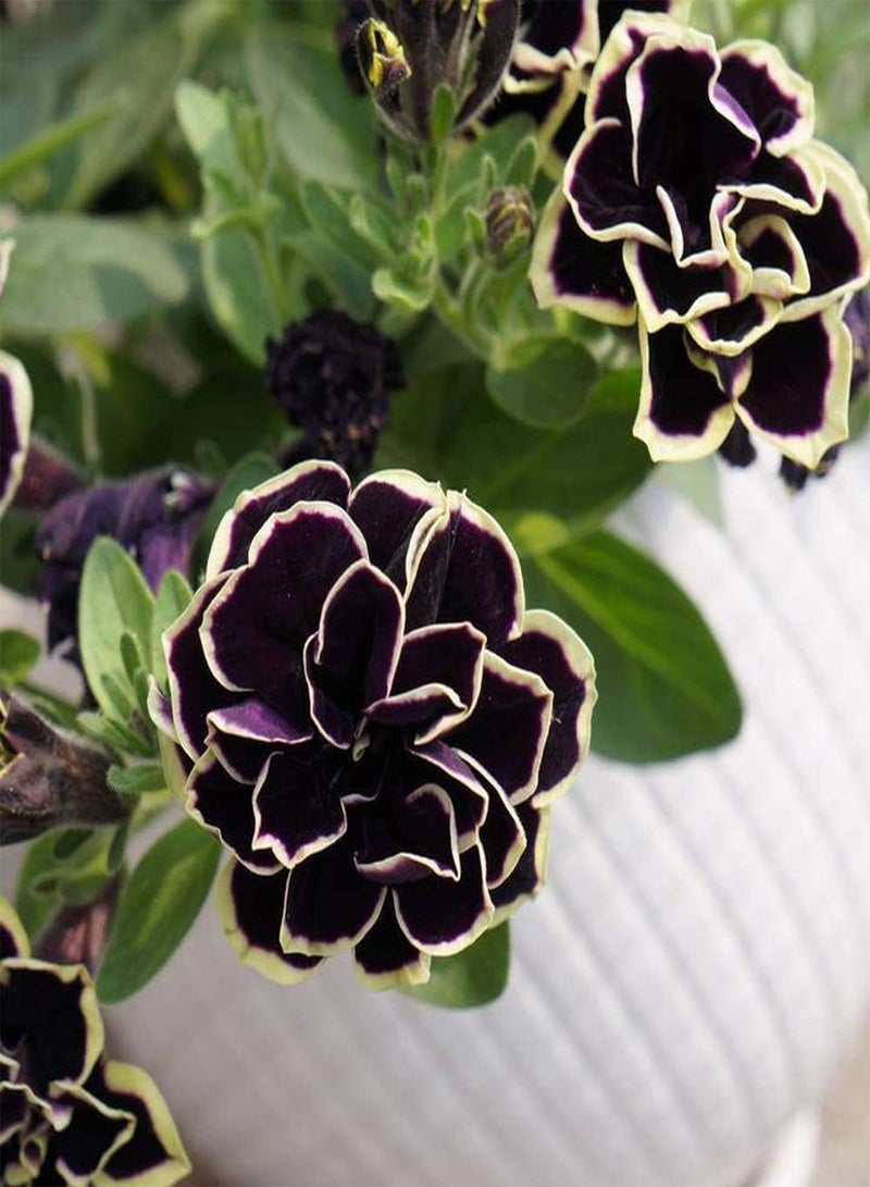 GGOOT 300Pcs Petunia Seeds Striking Exotic Heirloom Flowers Suitable for Novice Gardeners Planting Gardening Landscape Decoration Easy to Maintain - Image 3