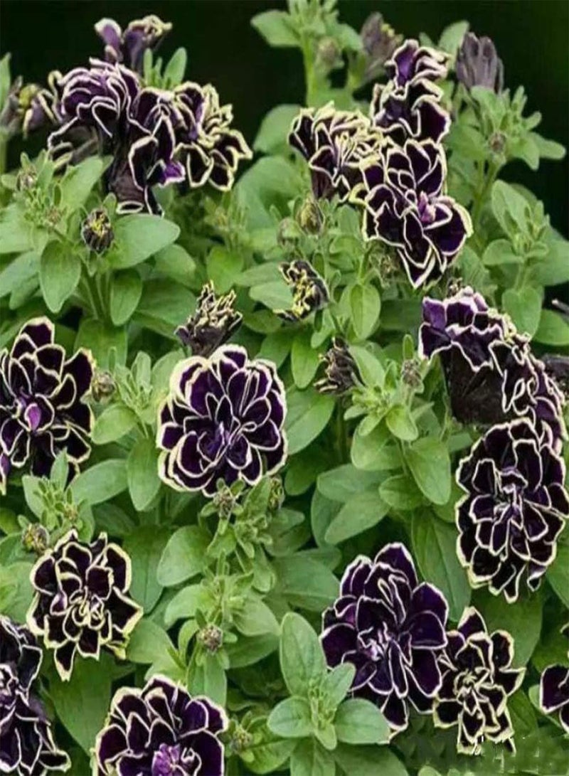 GGOOT 300Pcs Petunia Seeds Striking Exotic Heirloom Flowers Suitable for Novice Gardeners Planting Gardening Landscape Decoration Easy to Maintain - Image 4