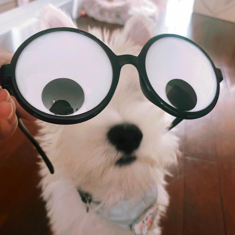 Delphinus Googly Eyes Glasses, Funny Googly Eyes Goggles Shaking Party Glasses Toys Novelty Shades Funny Costume Accessories for Party Favorâ€¦ - Image 5