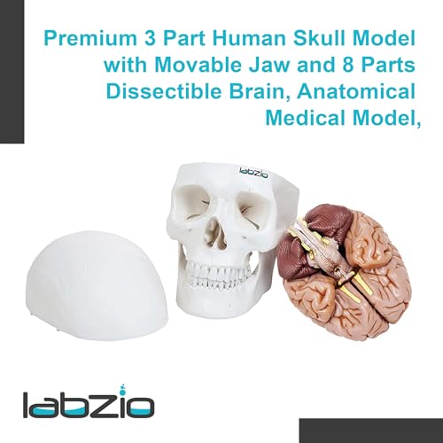 LABZIO Skull Models - Anatomical Life Size Precisely Made Skull Models for Educational and Learning Purpose (Skull Model with Movable Jaw & 8 Parts Dissectible Brain) - Image 3