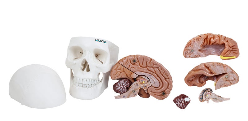 LABZIO Skull Models - Anatomical Life Size Precisely Made Skull Models for Educational and Learning Purpose (Skull Model with Movable Jaw & 8 Parts Dissectible Brain) - Image 1