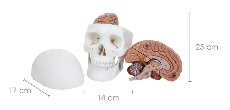 LABZIO Skull Models - Anatomical Life Size Precisely Made Skull Models for Educational and Learning Purpose (Skull Model with Movable Jaw & 8 Parts Dissectible Brain) - Image 2