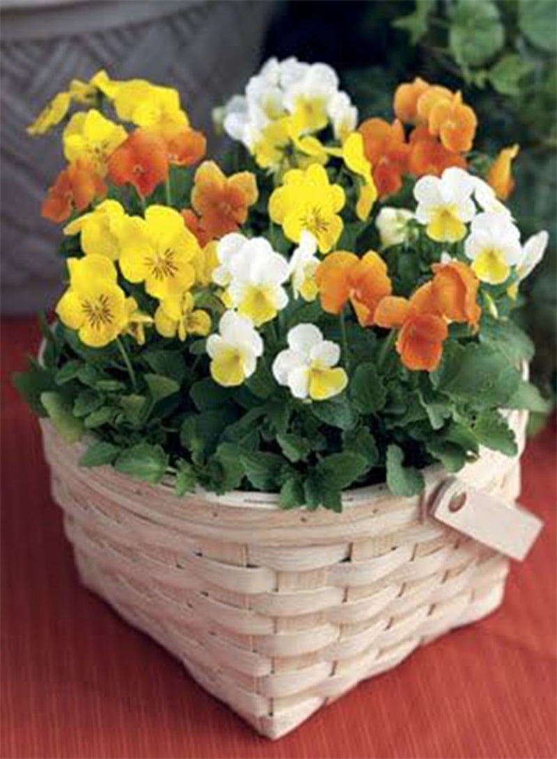 GGOOT Viola Penny Citrus Mix 100 Seeds