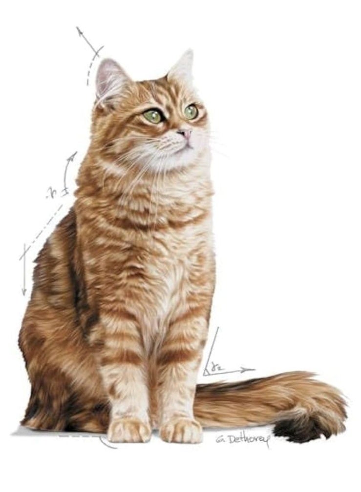 رويال كانين تغذية العناية بالجهاز الهضمي 2كجم - Image 5