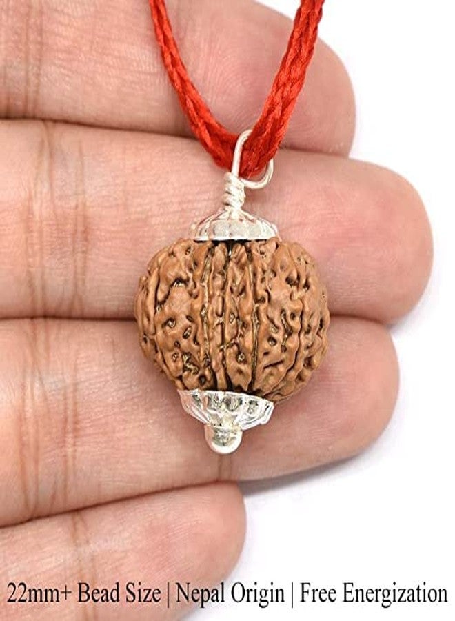 IRIS GEMS Natural 13 Mukhi Brown Bead Round Shape ثلاثة عشر وجه Rudraksha तेरह मुकी रुगी रुगिनल ैब सर्तिफाइड للرجال والنساء 13 وجه أصلي معتمد واختباره نيبال 13 मुकी रुग्राक्ष النيبالية - Image 2