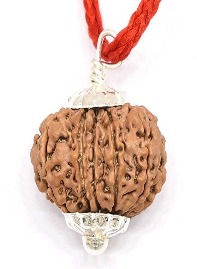 IRIS GEMS Natural 13 Mukhi Brown Bead Round Shape ثلاثة عشر وجه Rudraksha तेरह मुकी रुगी रुगिनल ैब सर्तिफाइड للرجال والنساء 13 وجه أصلي معتمد واختباره نيبال 13 मुकी रुग्राक्ष النيبالية - Image 1