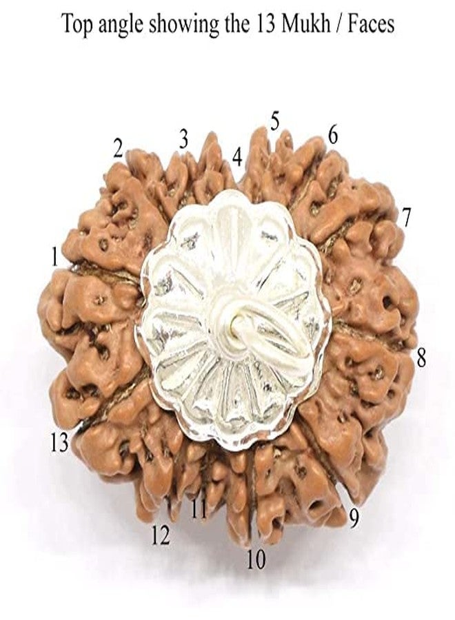 IRIS GEMS Natural 13 Mukhi Brown Bead Round Shape ثلاثة عشر وجه Rudraksha तेरह मुकी रुगी रुगिनल ैब सर्तिफाइड للرجال والنساء 13 وجه أصلي معتمد واختباره نيبال 13 मुकी रुग्राक्ष النيبالية - Image 3
