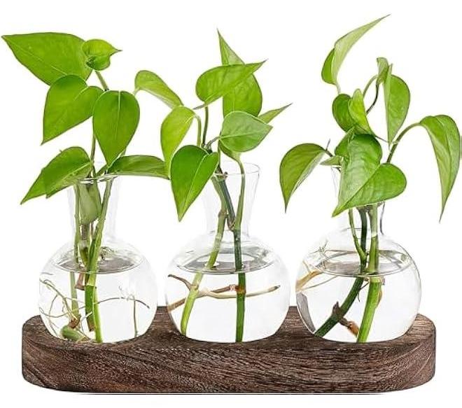 HOOKOR Desktop Plant Propagation Station Glass Planter Terrarium with Wooden Tray Bulb Flower Vase Perfect for Propagating Hydroponic Plants Home Office Decor Plant Lover Gift Idea (3) - Image 1