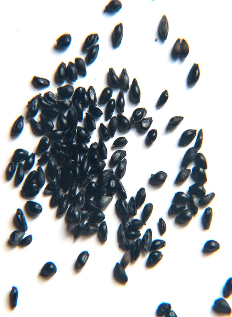 GGOOT 50Pcs Mixed Color Pentas Lanceolata Seeds Pack | Multi-Color Easy Plant Star Shape Flower Seeds for Garden Seeds 1size - Image 3