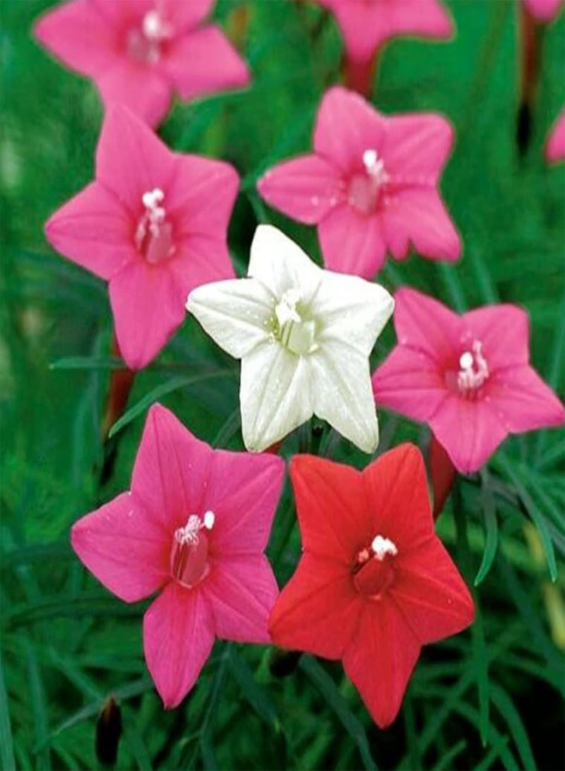 GGOOT 50Pcs Mixed Color Pentas Lanceolata Seeds Pack | Multi-Color Easy Plant Star Shape Flower Seeds for Garden Seeds 1size - Image 4