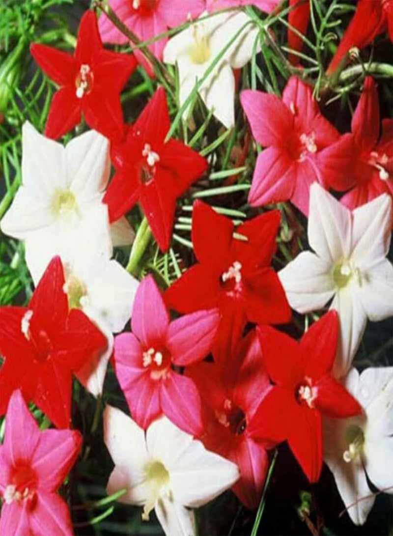 GGOOT 50Pcs Mixed Color Pentas Lanceolata Seeds Pack | Multi-Color Easy Plant Star Shape Flower Seeds for Garden Seeds 1size - Image 5