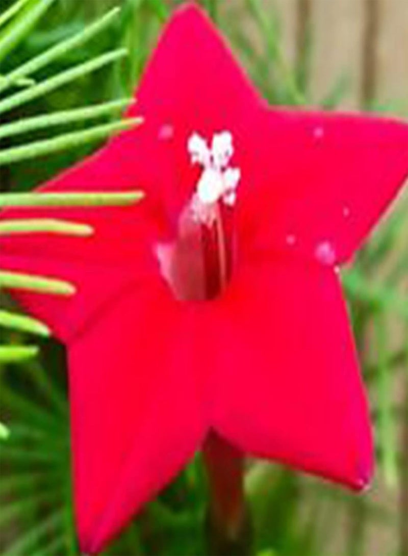 GGOOT 50Pcs Mixed Color Pentas Lanceolata Seeds Pack | Multi-Color Easy Plant Star Shape Flower Seeds for Garden Seeds 1size - Image 2