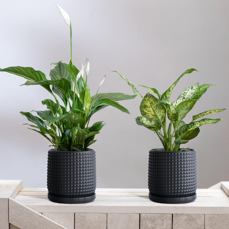 D'vine Dev Set of 2 Ceramic Plants Pots, 6 Inch Beaded Stoneware Flower Pot for Plants with Drainage Hole and Saucer, Ebony Matte, 27-E-X-6 - Image 3