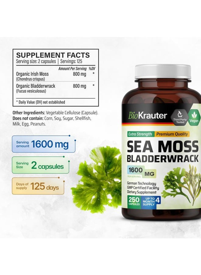 MAUWE HERBS Irish Sea Moss Capsules 1600 mg - 250 Count - Vegan Bladderwrack with Chondrus Crispus Sea Moss Supplement - Image 3