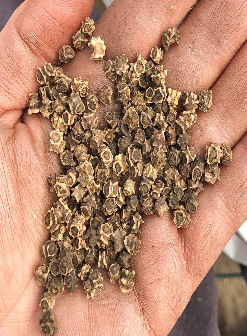 جي جوت بذور 50 بذور سلق سويسري حلو وراوند من المملكة المتحدة نباتات خضراوات مقرمشة ذات سيقان حمراء - Image 3