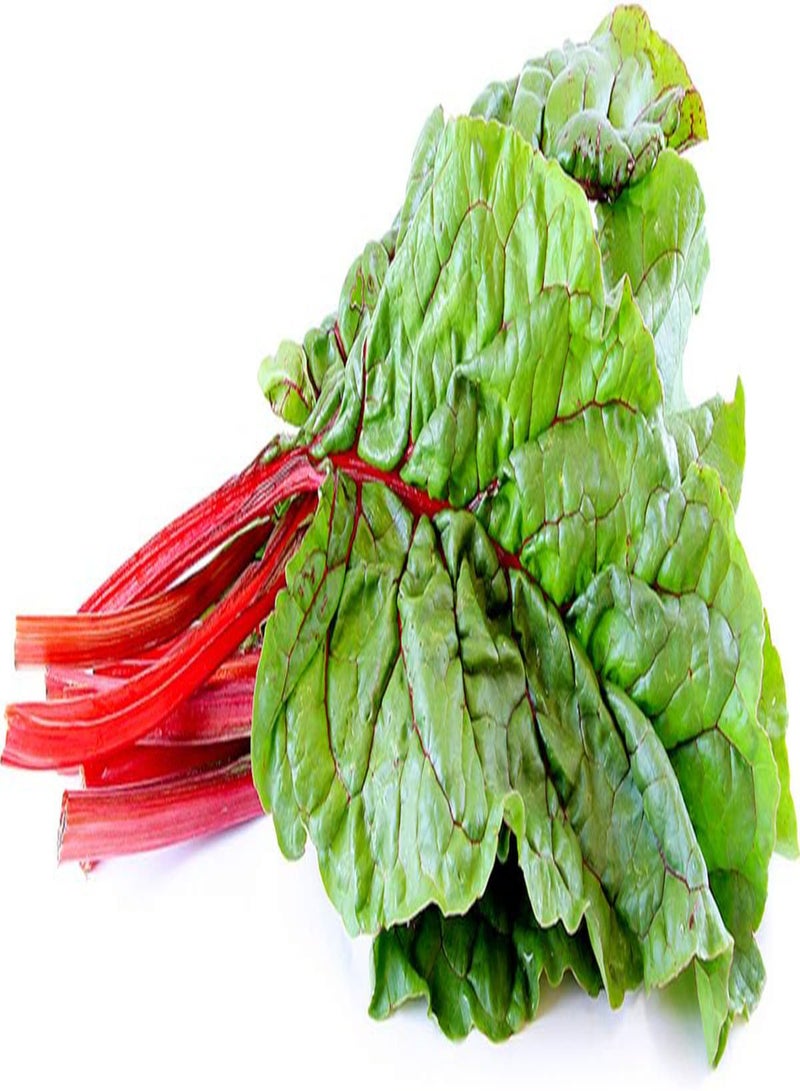 جي جوت بذور 50 بذور سلق سويسري حلو وراوند من المملكة المتحدة نباتات خضراوات مقرمشة ذات سيقان حمراء - Image 4