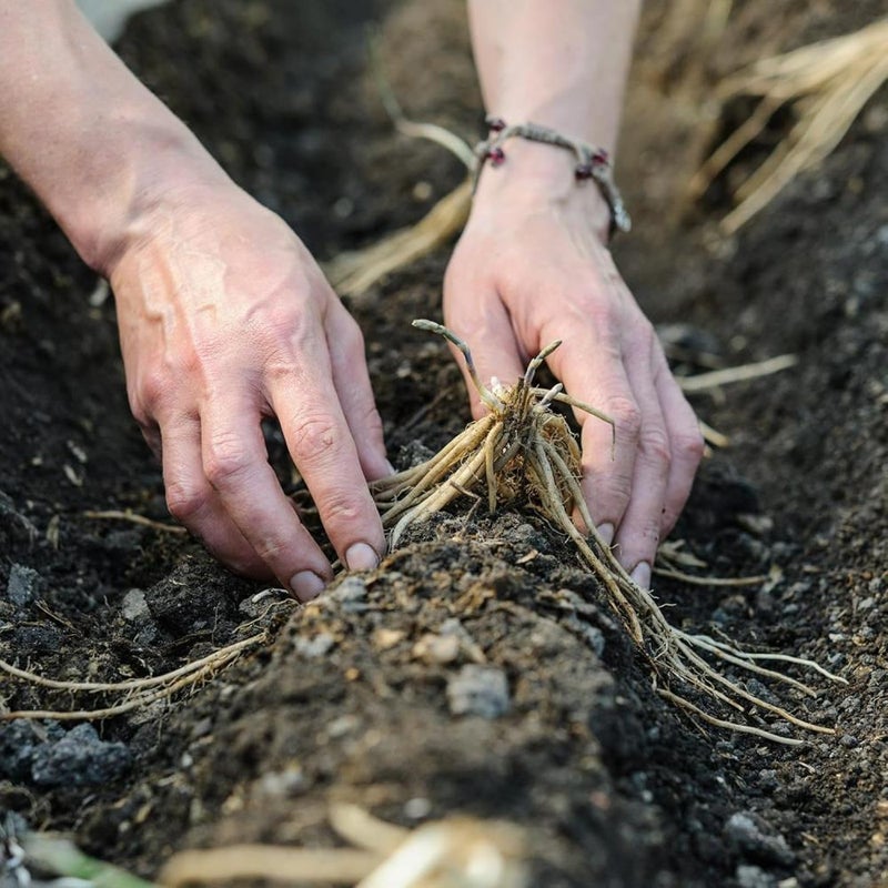 Asparagus Crown Roots for Planting - Premium Quality Easy Grow Vegetable Perennials - Quick Establishment & High Yielding Spears for Kitchen Gardens & Allotments (1, Pacific Purple) - Image 4