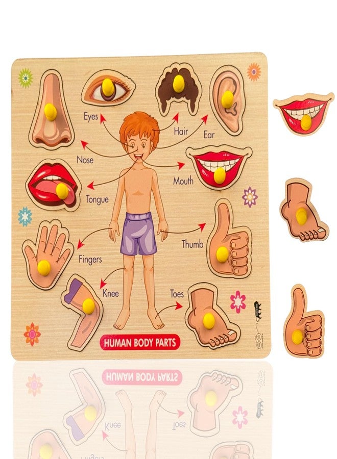 أحجية أجزاء الجسم الخشبية من BuGBee للأطفال | لوحة تعليمية لأجزاء جسم الإنسان على طريقة مونتيسوري | لعبة تركيب خشبية تعليمية للأطفال الصغار من عمر سنتين إلى خمس سنوات فأكثر - Image 1