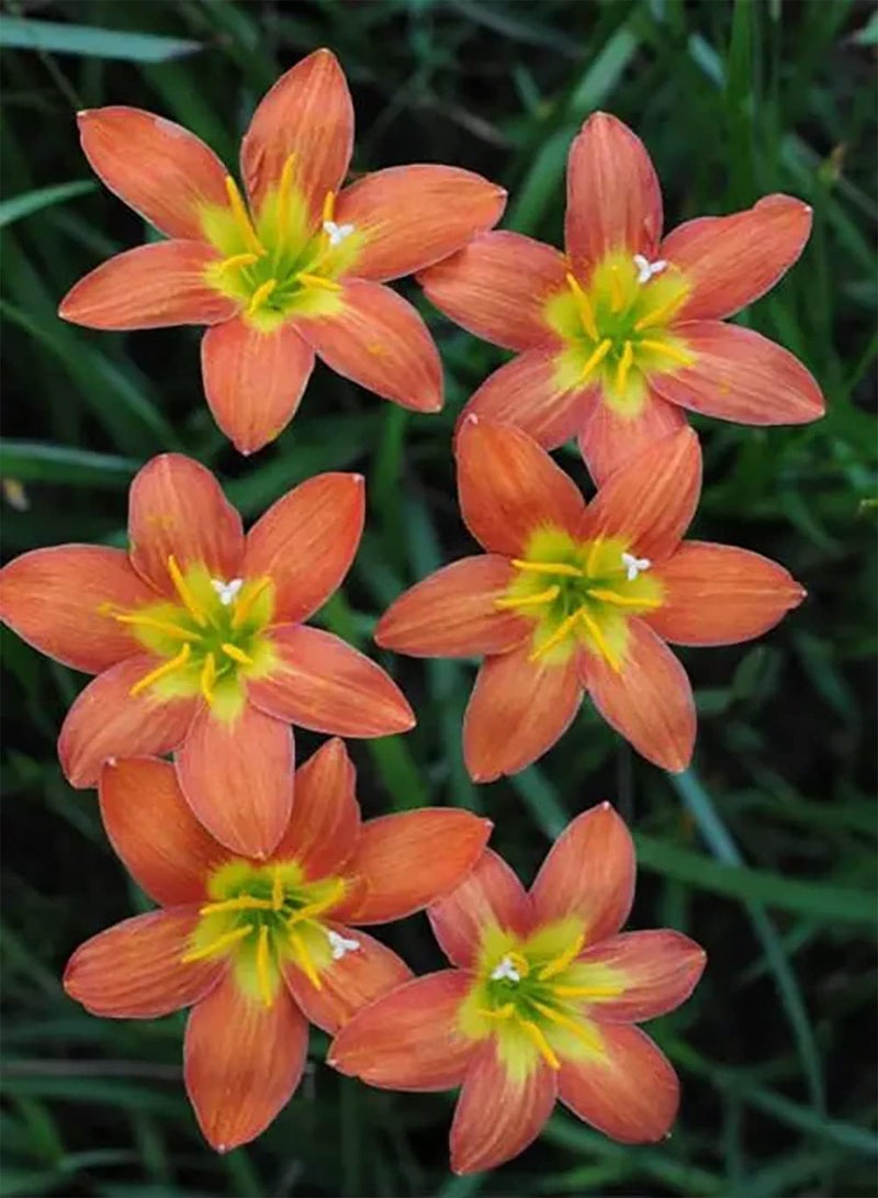 GGOOT 6pcs Oranje Zephyranthes bollen Zeldzame vaste Plant met Hoge kiemkracht Geschikt voor binnen en buitenbeplanting Geschikt voor Beginners Eenvoudig te beheren en te onderhouden - Image 2