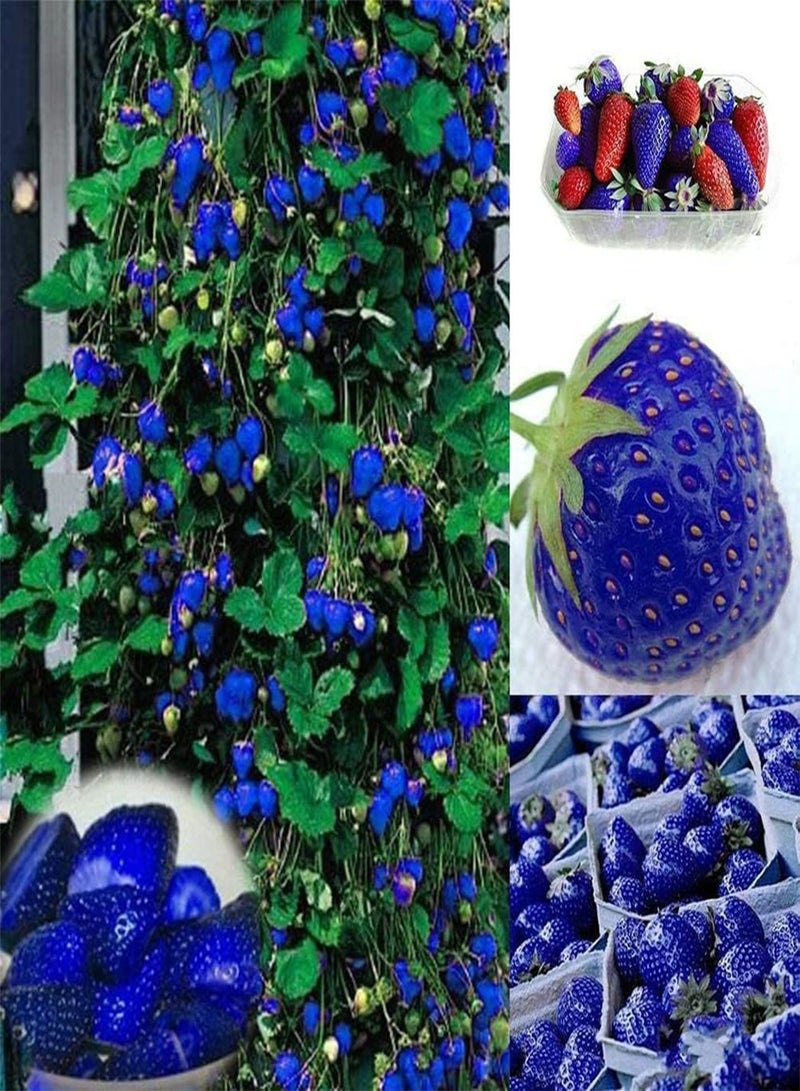 GGOOT 50Pcs Colorful Strawberry Seeds Growing Kit Bonsai Delicious Fruit Plant Garden Decor Blue Strawberry Seeds - Image 1