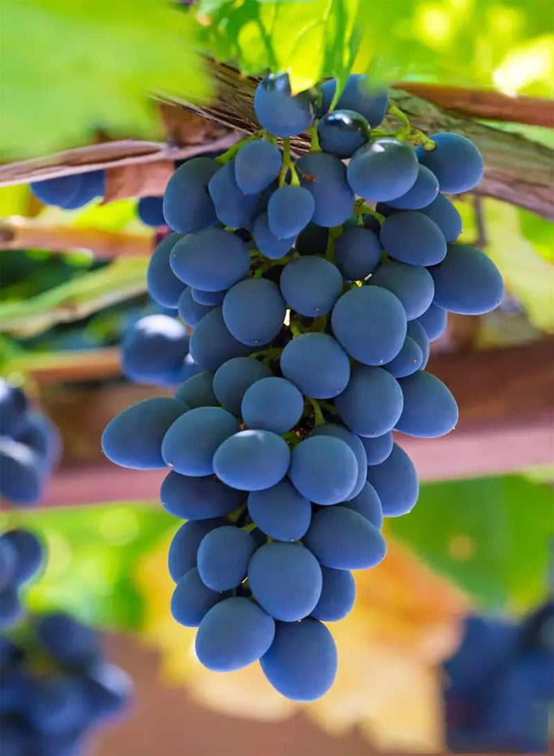 GGOOT 20pcs Purple Grape Seeds Non GMO Climbing Fruits Hang on The Hanging Basket Form Different Unique Landscapes with Ornamental Value - Image 2