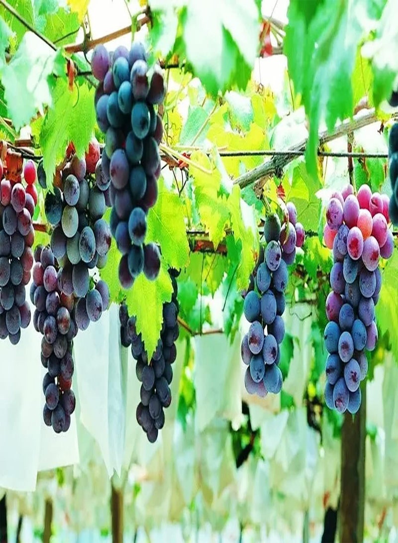 GGOOT 20pcs Purple Grape Seeds Non GMO Climbing Fruits Hang on The Hanging Basket Form Different Unique Landscapes with Ornamental Value - Image 1
