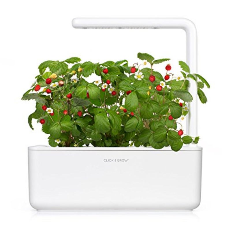 Smart Garden Wild Strawberry Plant Pods, 3-Packbaihuo - Image 3