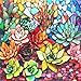 Mocfesk Wooden Puzzles for Adults Stained Glass Succulent Puzzles 200 Pieces Unique Shaped Jigsaw Puzzles for Adults and Kids Birthday Gifts Fun Challenge Family Game 112 x 112 - Image 2