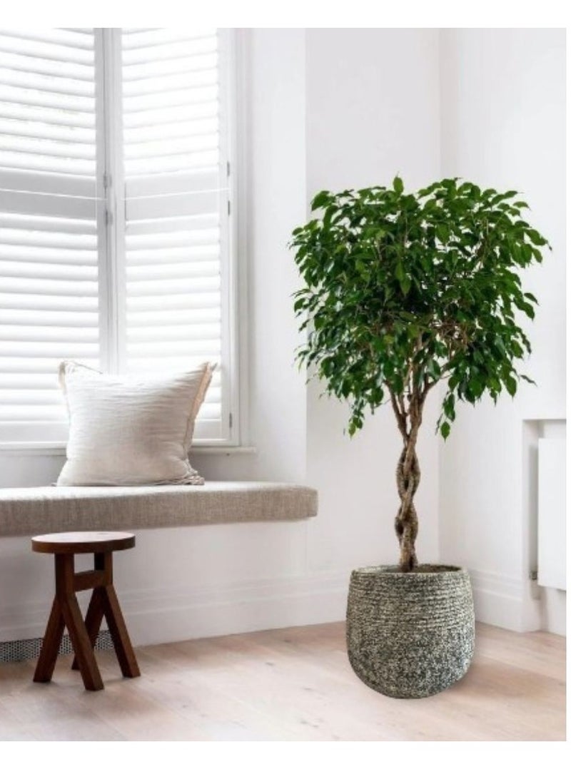 Schondor Furniture Vase | Home Decor | Home Accessories | Elegant | Timeless Beauty | Handcrafted | Natural - Image 3