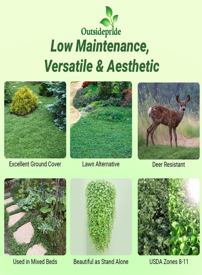 Outsidepride Perennial Dichondra Repens Seeds - 5 lbs Dense Green, Low-Maintenance Ground Cover Seeds for Planting, Ideal Lawn Alternative in Sun or Shady Areas & Erosion Control in USDA Zones 8-11 - Image 2