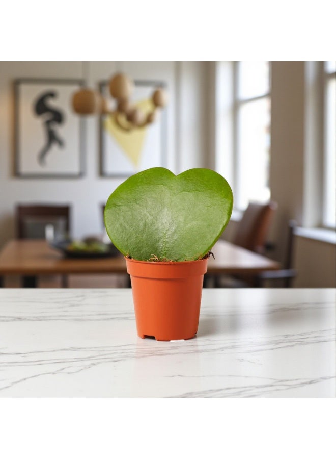Hoya Kerrii  Sweetheart Plant in Decorative Pot  Heart-Shaped Indoor Succulent for Home & Office Décor  Low Maintenance Valentine Gift Plant & Long-Lasting Green Decorative Houseplant