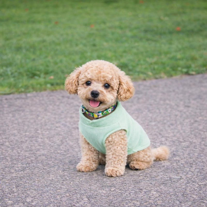 Jacko & Co - Fleece Vest Sweater with Leash Ring - Soft Lightweight Breathable for Puppies Small Medium Dogs, Kitten, Cats, Chihuahua - Warm for Fall/Autumn/Winter (Mint Green, XL) - Image 5
