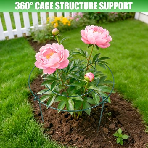 YIBOBO Peony Cages and Supports 8 Pack, 11.5 x 20 Inch Heavy Duty Plant Support Cage Set for Peonies, Roses & Tomatoes – Garden Stakes & Plant Cages for Outdoor Plants (8 Pack, 11.5 x 20 Inch) - Image 2