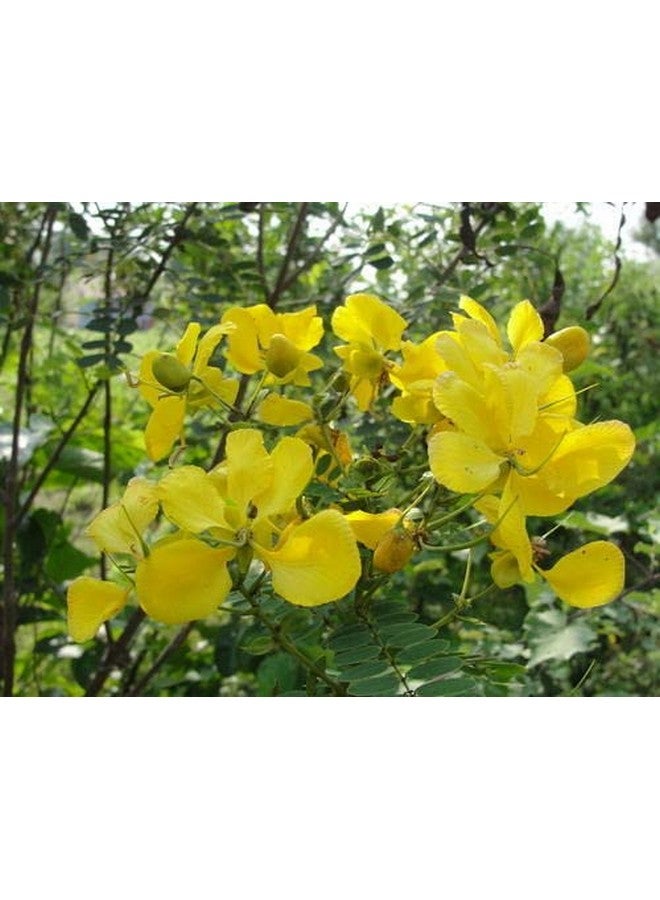 نيو تي صابون نيوتيا أفارامبو بالكركم والأعشاب 75 جرام عبوة من 3 قطع - Image 4