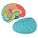 Skillssist CrossSection Brain Model Human Brain Anatomy Model 2 Pieces Foam Brain for Science Education and Anatomy Learning - Image 3