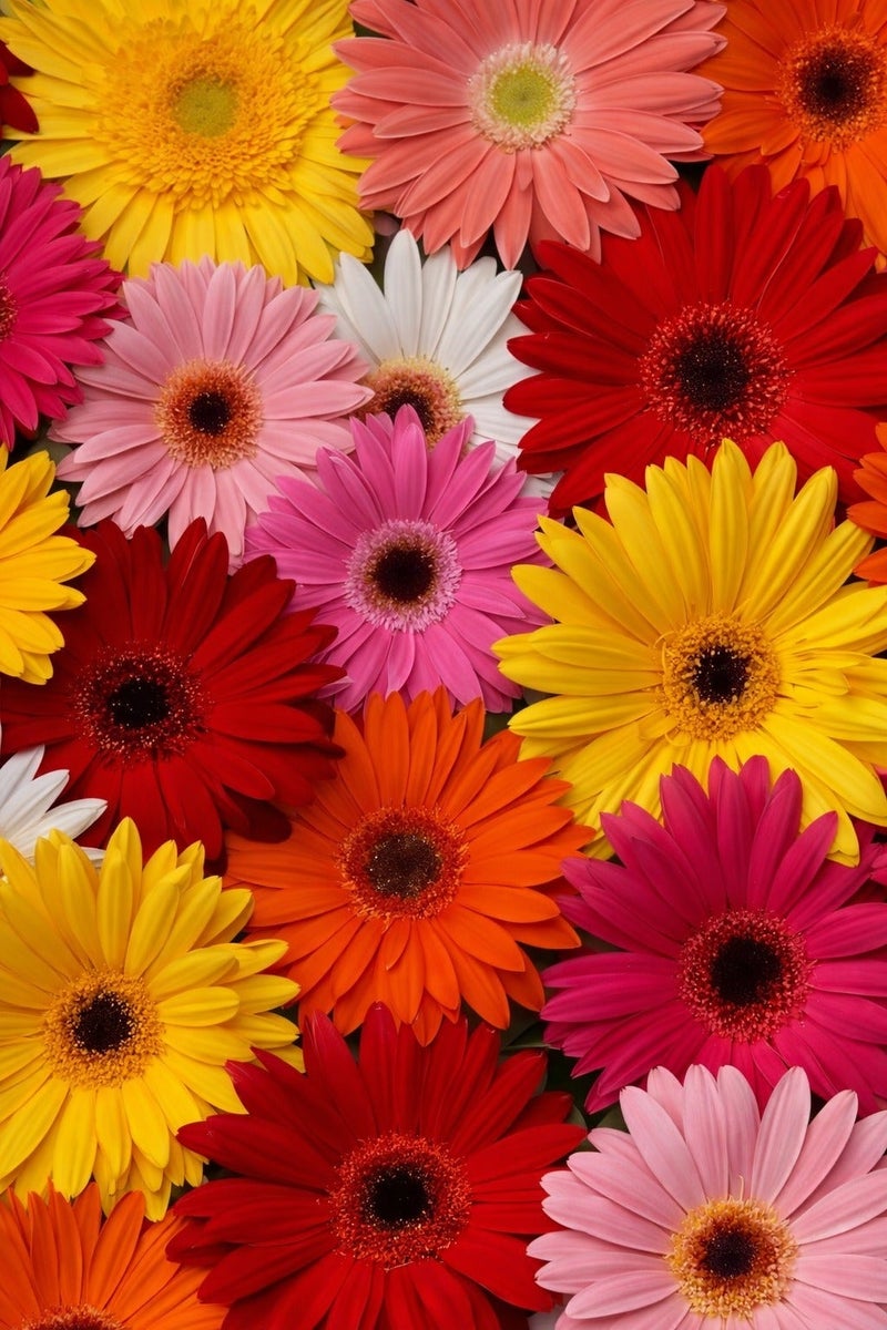 vsell24 Pack of 3 Pyrethrum/ African Daisy Mix Premium Quality Seeds (Gerbera Gigante Doppia In Mix) (Made in Italy) by Hortus Sementi - Image 4