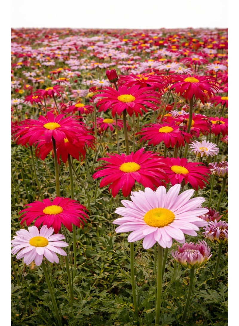 vsell24 Pack of 3 Pyrethrum/ African Daisy Mix Premium Quality Seeds (Gerbera Gigante Doppia In Mix) (Made in Italy) by Hortus Sementi - Image 1
