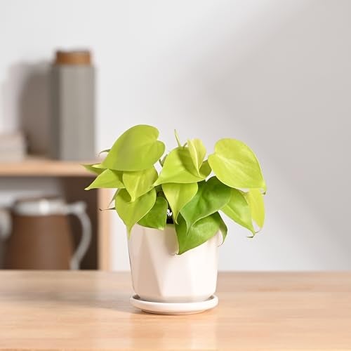 UGAOO Diamond Ceramic Pot |Indoor Ceramic Planter for Home, Office, Garden, Balcony - White (4 Inch) - Image 2