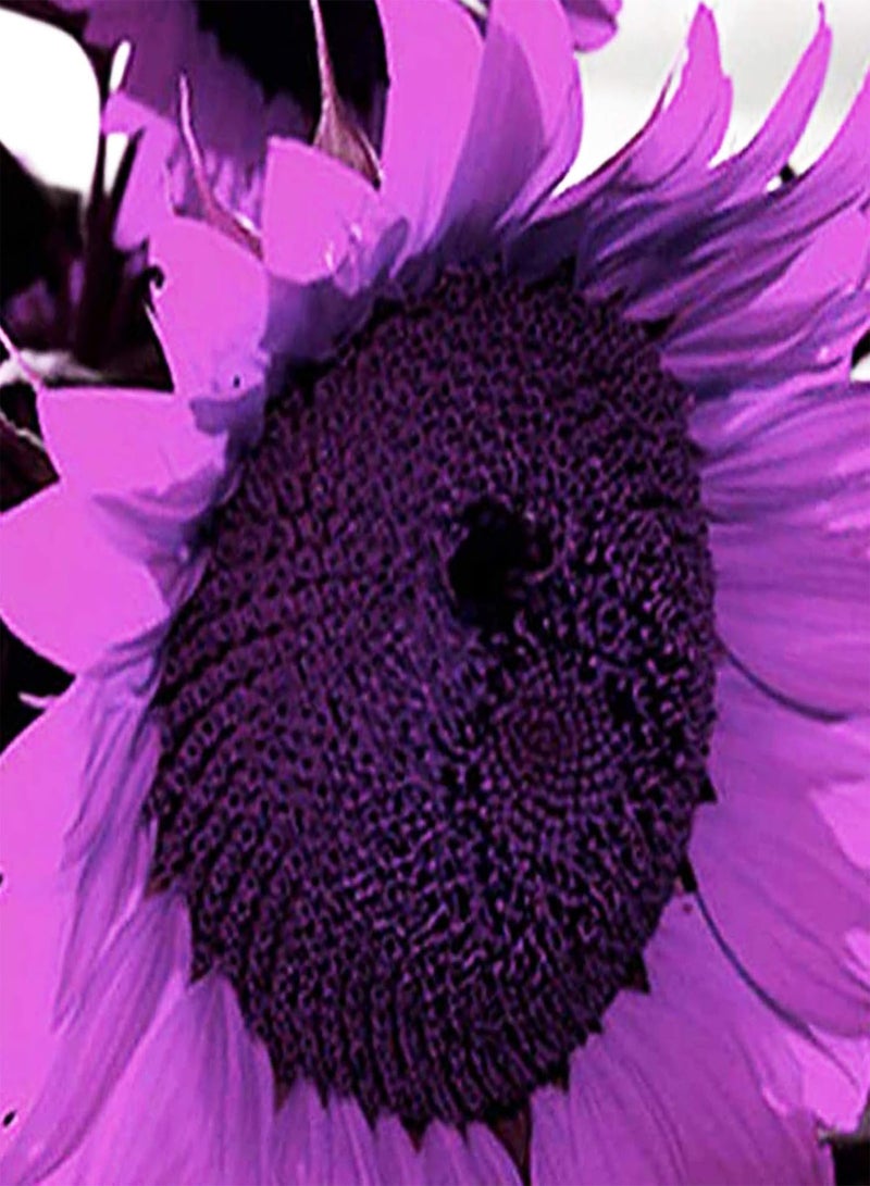 جي جوت كيس واحد من بذور عباد الشمس، أزهار جميلة، مفيدة، صغيرة، سهلة الإنبات، بذور بونساي للحدائق، بذور عباد الشمس الأرجوانية - Image 4