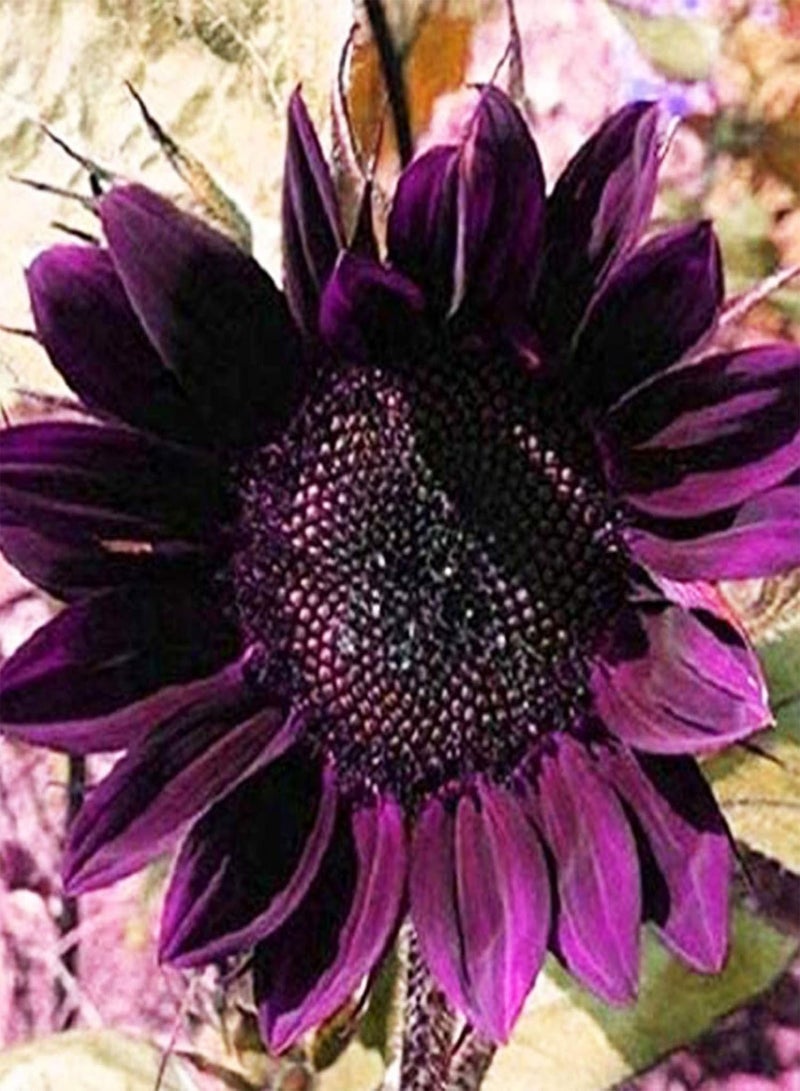 جي جوت كيس واحد من بذور عباد الشمس، أزهار جميلة، مفيدة، صغيرة، سهلة الإنبات، بذور بونساي للحدائق، بذور عباد الشمس الأرجوانية - Image 2