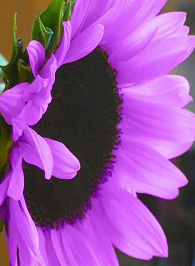 جي جوت كيس واحد من بذور عباد الشمس، أزهار جميلة، مفيدة، صغيرة، سهلة الإنبات، بذور بونساي للحدائق، بذور عباد الشمس الأرجوانية - Image 5