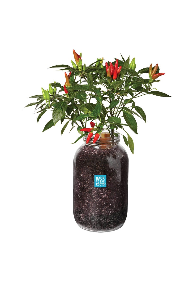 Back to the Roots Non-GMO Chili Planter, Grow Organic Chili Peppers Year Round, Windowsill Grow Kit, Top Gardening Gift, Holiday Gift, & Unique Gift - Image 1