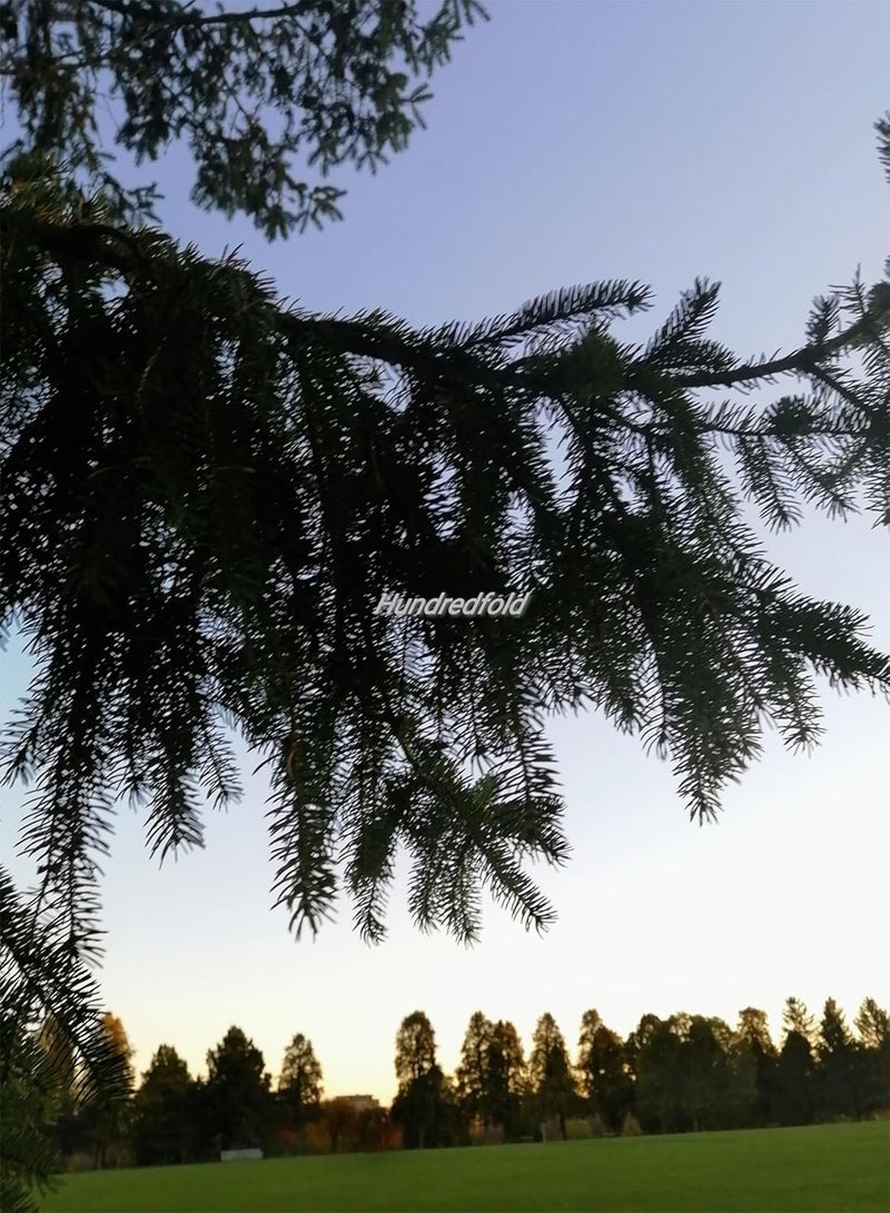 GGOOT White Spruce 30 Seeds – Picea glauca Canada Native Tree, Evergreen Conifer, Grown for Christmas Trees, Bonsai Houseplant, Privacy Screen & Windbreak  - Image 2